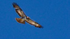 Mäusebussard (15).jpg